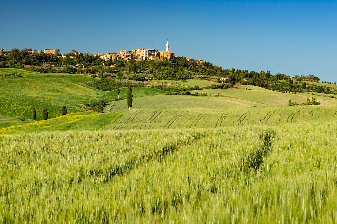 Landscape around Pienza, Val d'Orcia, Orcia Valley, UNESCO World Heritage Site, Province of Siena, Tuscany, Italy, Europe