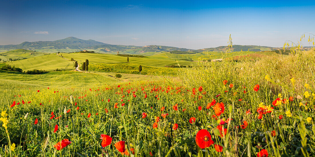 Landschaft bei Sonnenaufgang um Pienza, Val d'Orcia, Orcia-Tal, UNESCO-Weltkulturerbe, Provinz Siena, Toskana, Italien, Europa