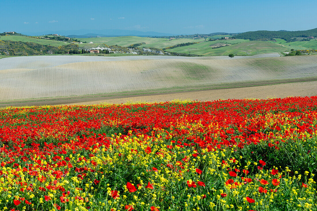 Landschaft um San Quirico d’Orcia, Val d'Orcia, Orcia-Tal, UNESCO-Weltkulturerbe, Provinz Siena, Toskana, Italien, Europa