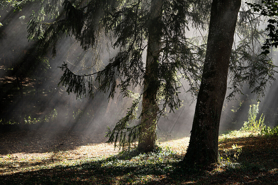 Sonnenlicht, das durch Bäume im Park filtert