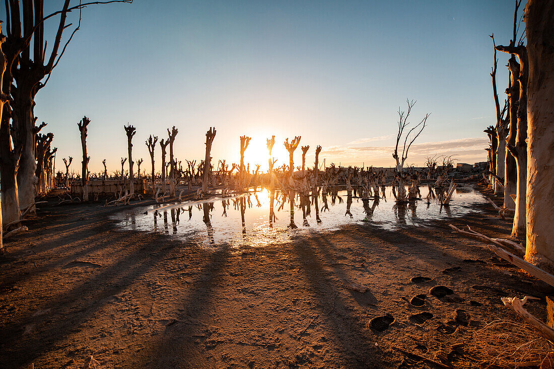 Blick auf kahle Bäume auf verlassene Landschaft, Villa Epecuen