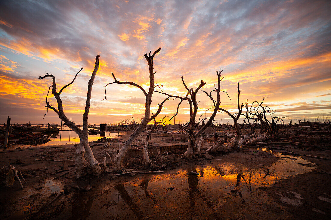 View of bare trees in abandoned village by coastline during sunset, Villa Epecuen