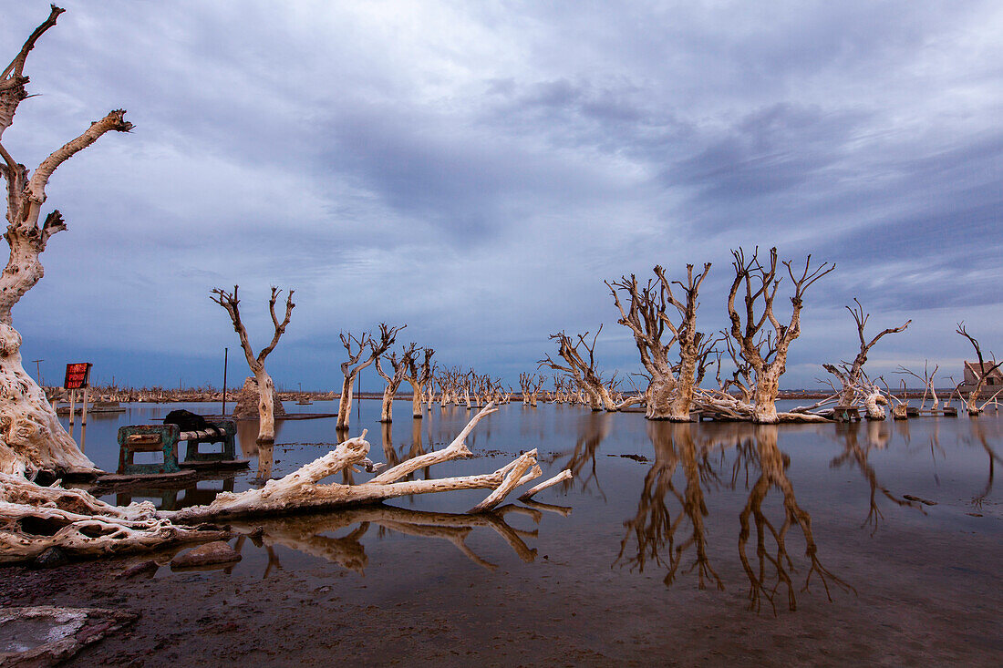 View of bare trees in abandoned village by coastline at dusk, Villa Epecuen