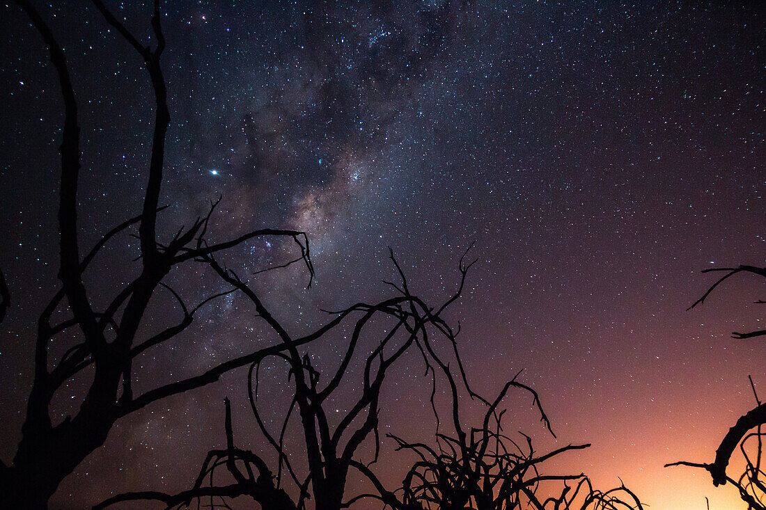 Low angle view of bare tree against milky way in sky