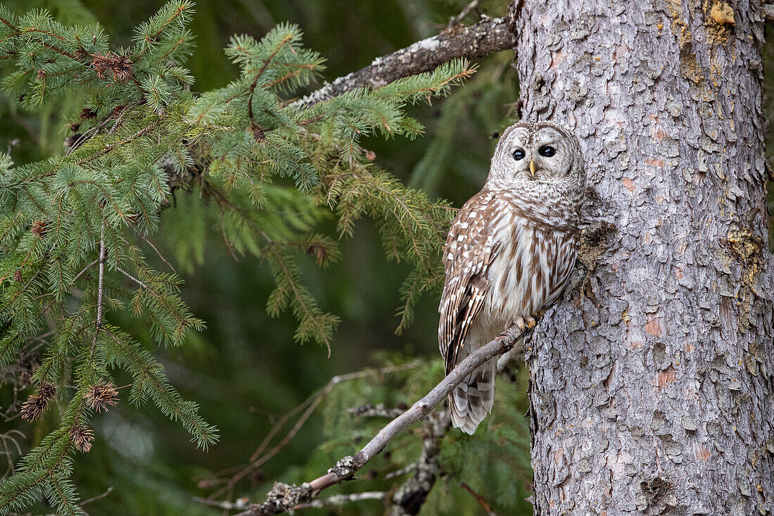 Streifenkauz (Strix varia), Montana