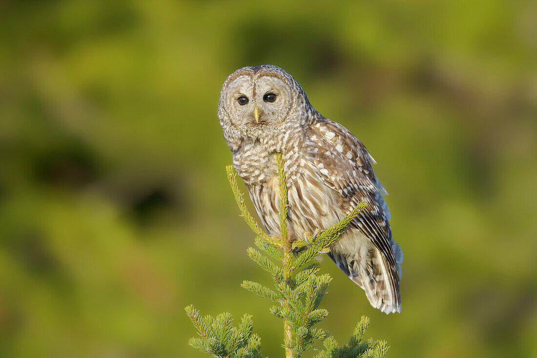 Streifenkauz (Strix Varia), Nova Scotia, Kanada