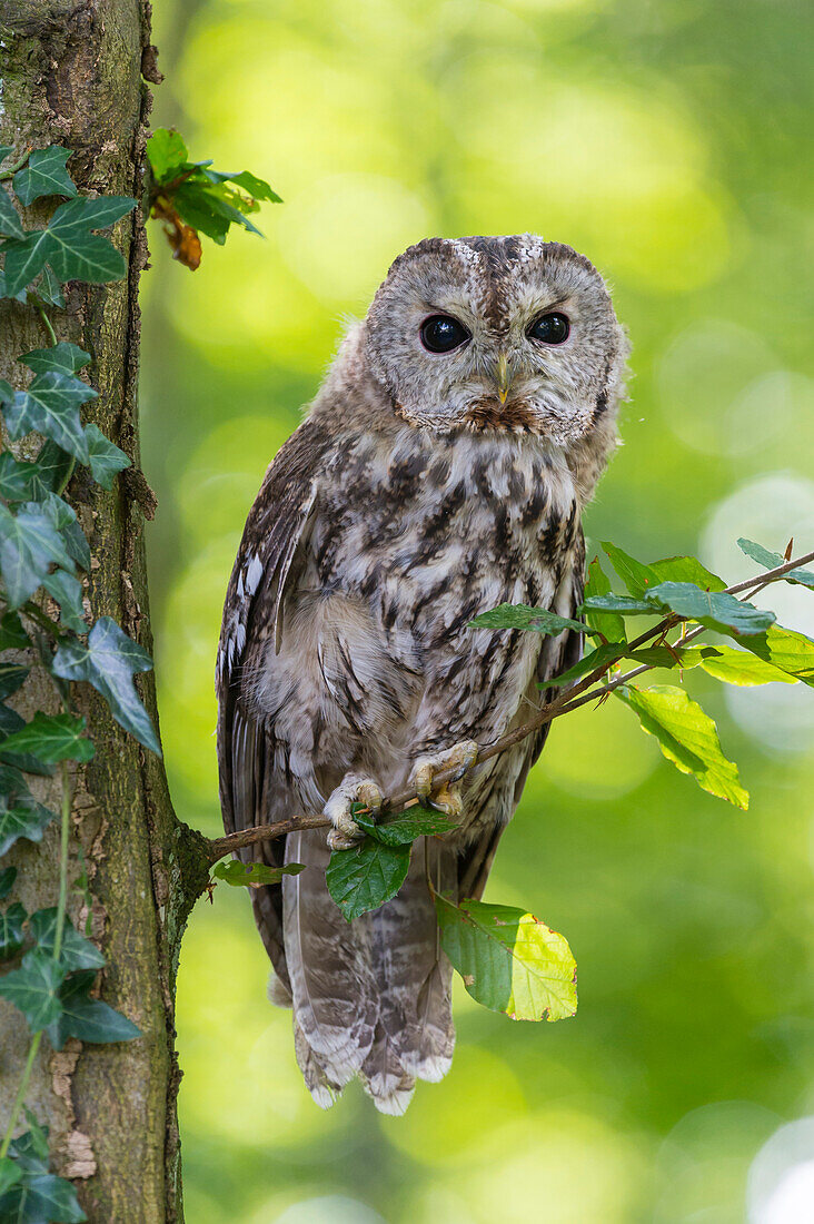 Waldkauz (Strix Aluco), Niedersachsen, Deutschland