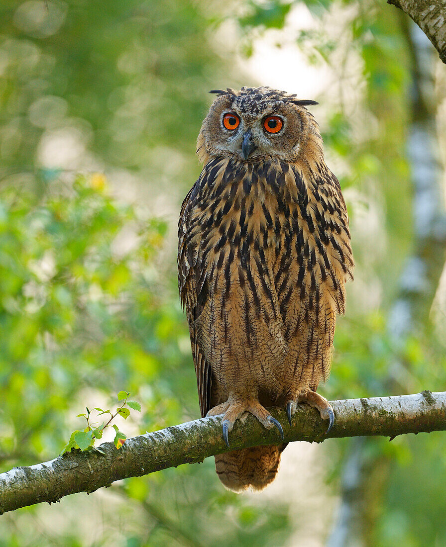 Uhu (Bubo bubo), Deutschland