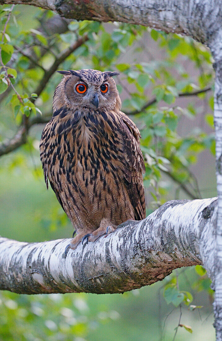 Uhu (Bubo bubo), Deutschland