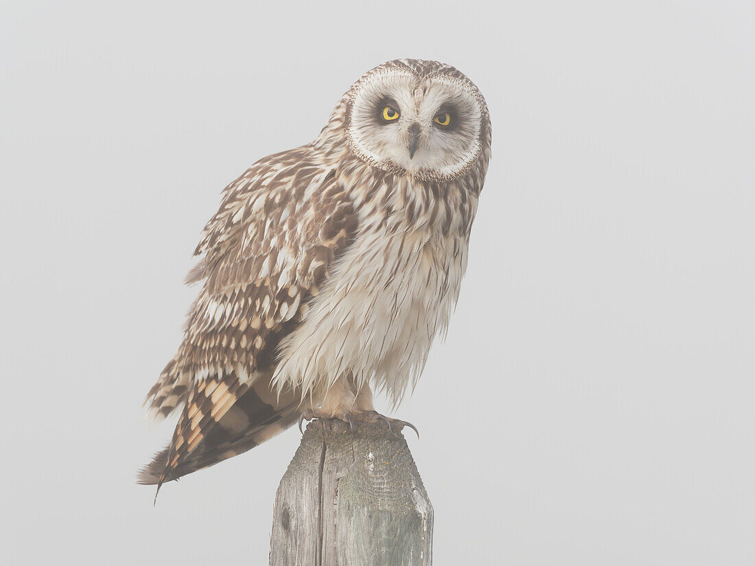 Sumpfohreule (Asio Flammeus) im Nebel, Ninepipe National Wildlife Refuge, Montana