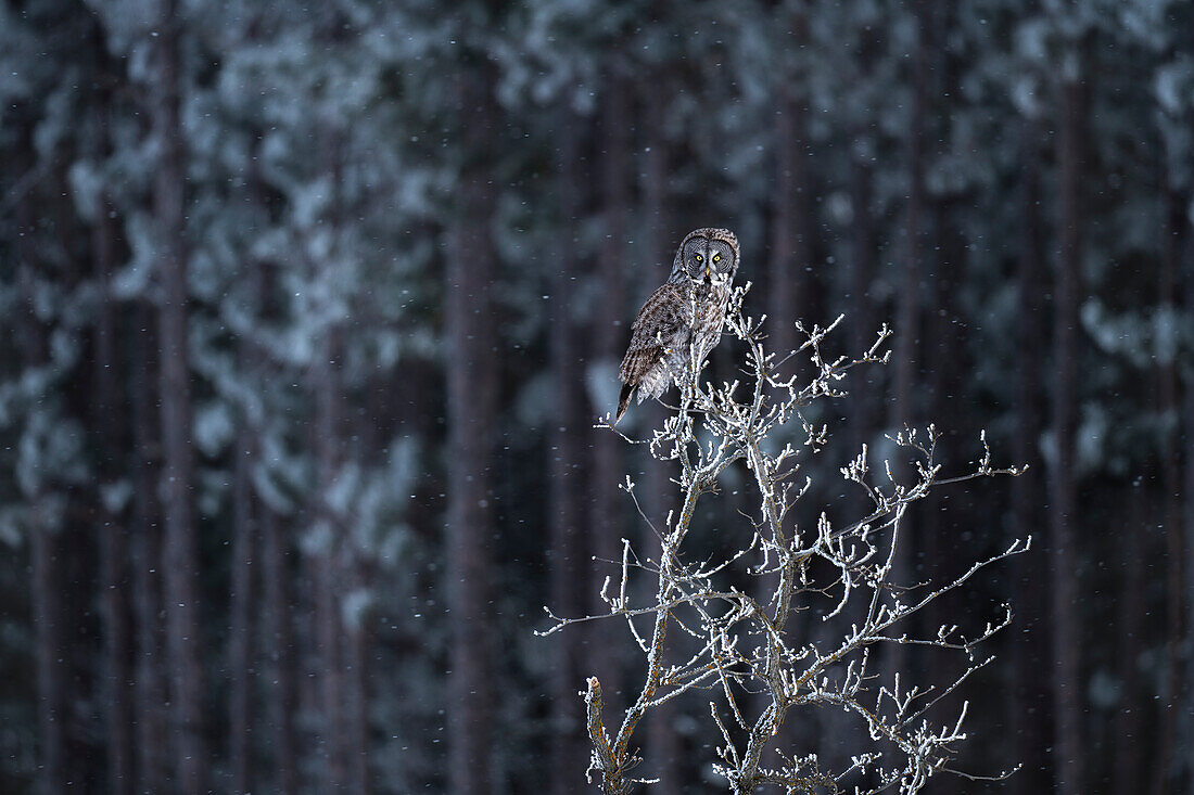 Bartkauz (Strix Nebulosa) im Winter, nördliches Minnesota