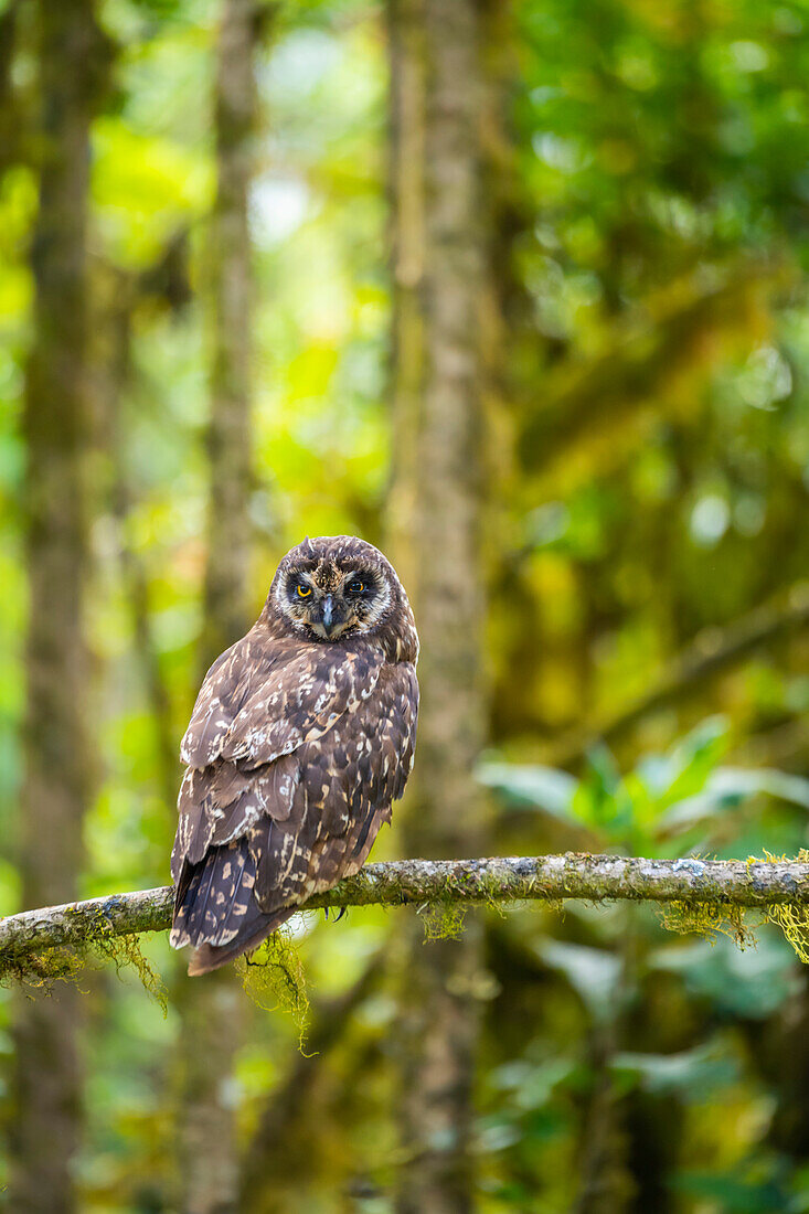 Sumpfohreule (Asio Flammeus), Los Gemelos, Insel Santa Cruz, Galapagos-Inseln, Ecuador