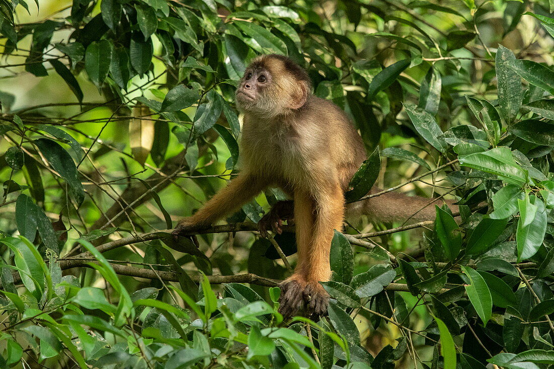 Ein Kapuzineraffe (Unterfamilie Cebinae) erkundet einen Laubbaum, nahe Manaus, Amazonas, Brasilien, Südamerika