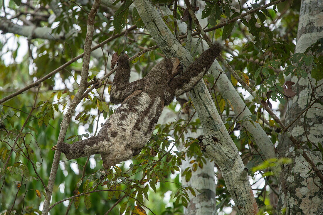 Ein Braunkehl-Dreifingerfaultier (Bradypus variegatus) streckt sich, während es nach einem Ast greift, nahe Manaus, Amazonas, Brasilien, Südamerika