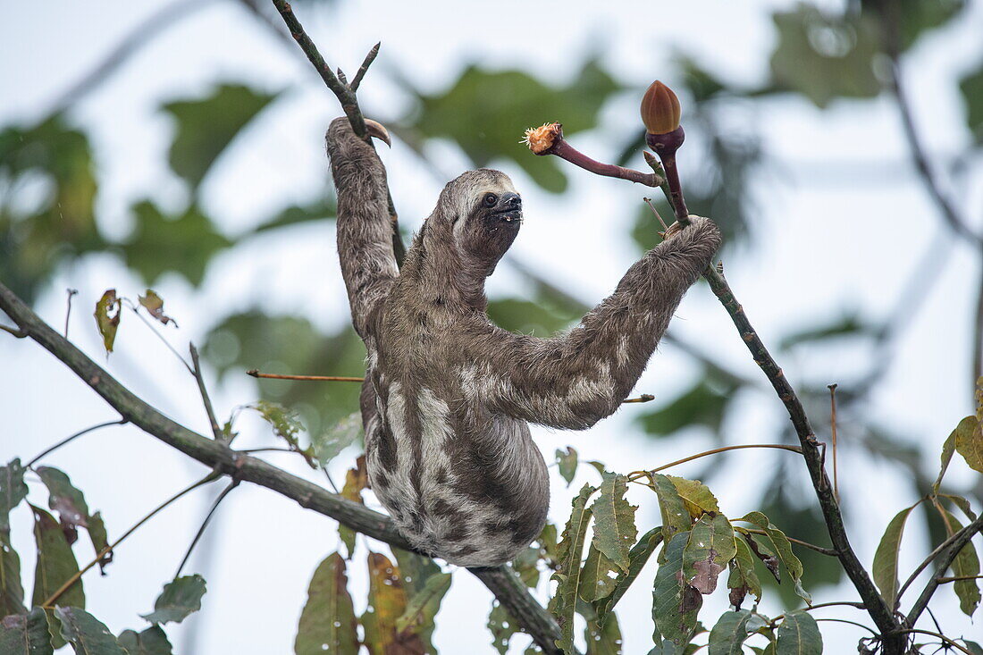 A brown-throated three-toed sloth (Bradypus variegatus) pauses while holding two branches, near Manaus, Amazon, Brazil, South America