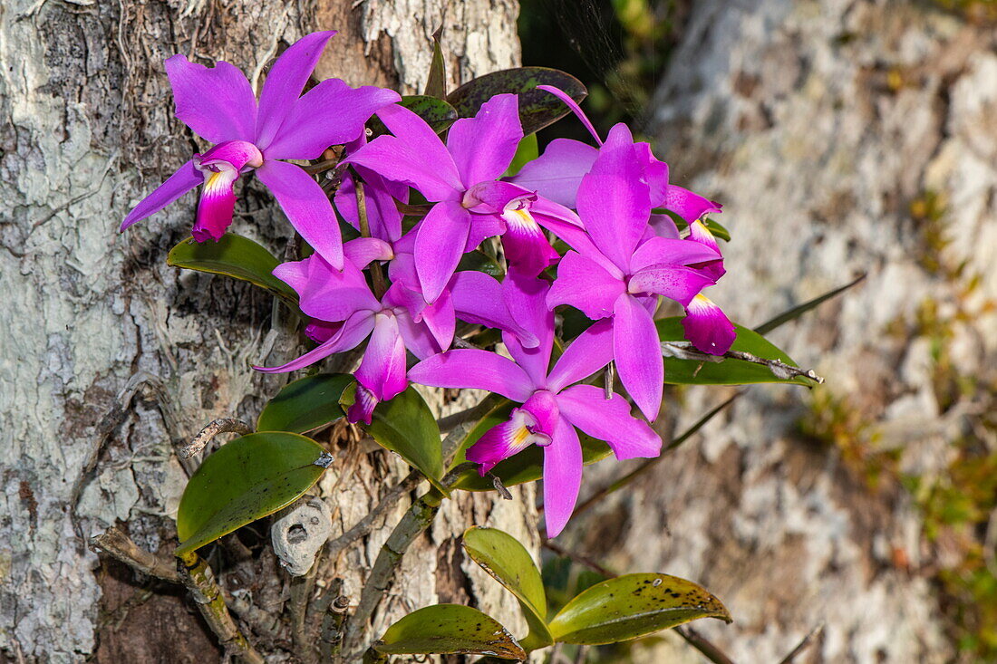 Brazil's national orchid, a Cattleya labiata, grows high in the branches of a tree, near Manaus, Amazon, Brazil, South America