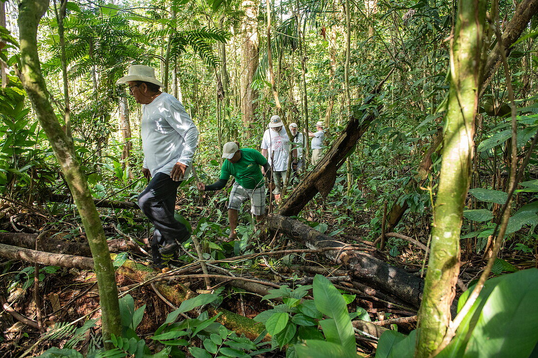 Ein brasilianischer Naturführer (mit Strohhut) führt Touristen durch einen Abschnitt des Amazonas-Regenwaldes, nahe Manaus, Amazonas, Brasilien, Südamerika