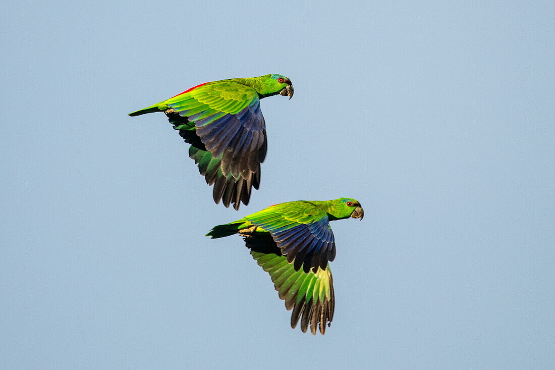 Two Amazon Parrots (genus Amazona) fly against a late afternoon sky, near Manaus, Amazon, Brazil, South America