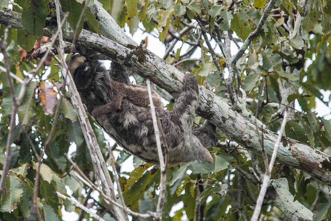 Ein Braunkehl-Dreifingerfaultier (Bradypus variegatus) klettert in der Nähe von Manaus, Amazonas, Brasilien, Südamerika, auf einen Baum, während seine jungen Nachkommen sich an Bauch und Brust klammern
