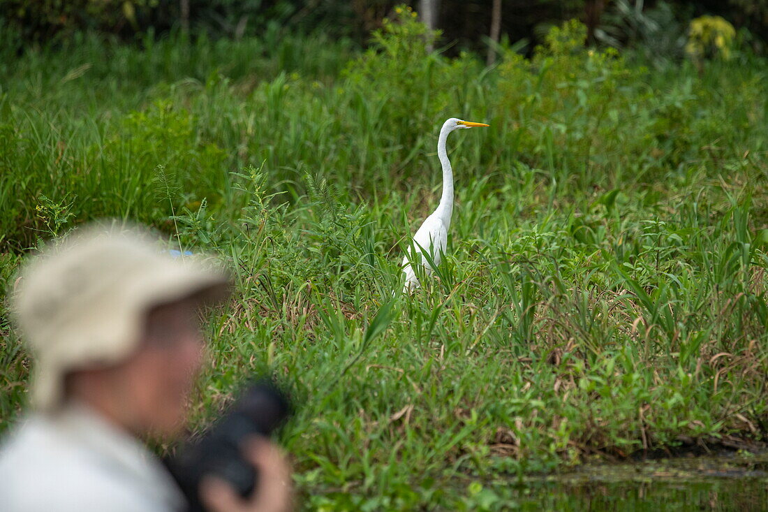 A Great Egret (Ardea alba) hunts in the tall grass as a tourist passes by, near Manaus, Amazon, Brazil, South America