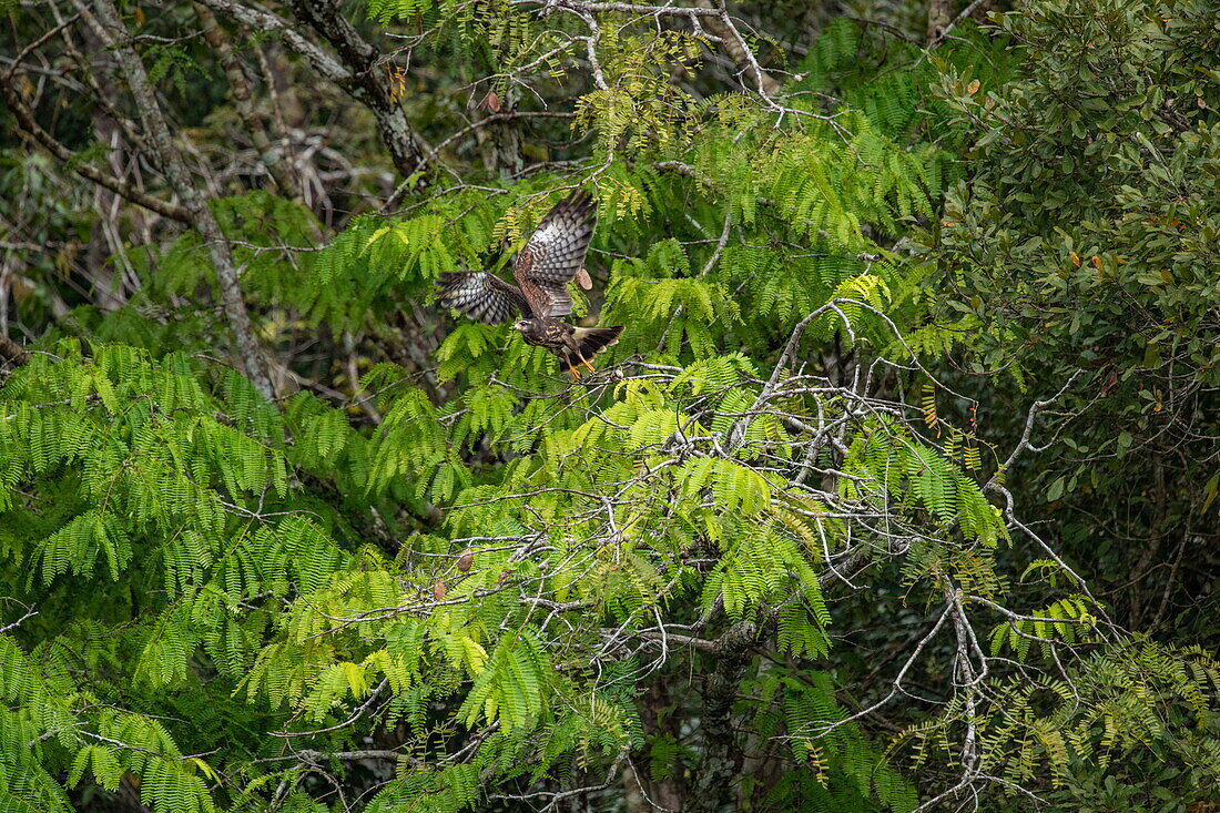 Ein unreifer großer schwarzer Falke (Buteogallus urubitinga) fliegt von einem Ast nahe Manaus, Amazonas, Brasilien, Südamerika