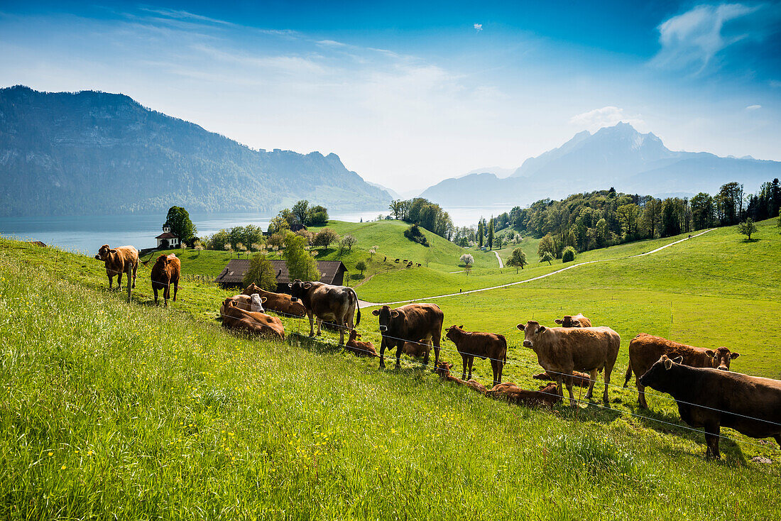 Panorama mit See und Bergen, Kapelle Eggisbühl, hinten Pilatus, Hertenstein, bei Weggis, Vierwaldstättersee, Kanton Luzern, Schweiz