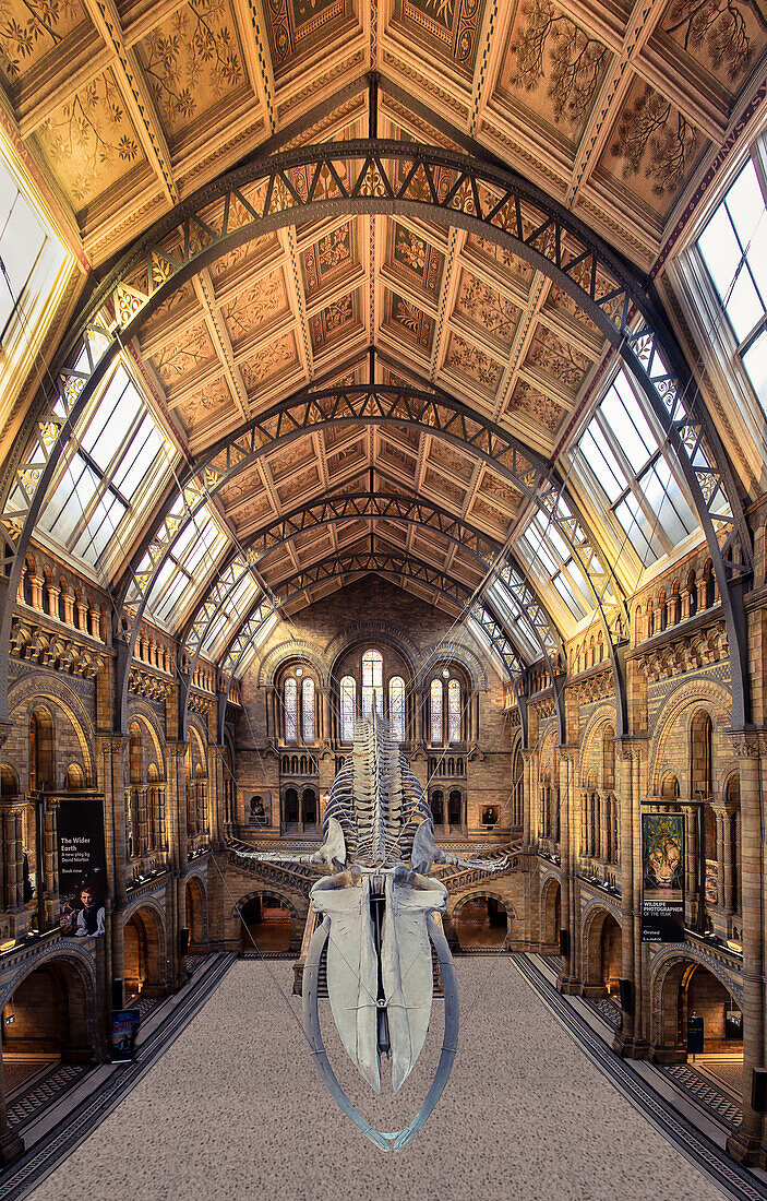 Interieur, Natural History Museum, London, England, Vereinigtes Königreich, Europa