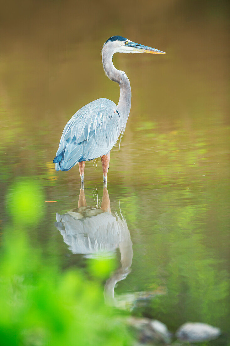 Great Blue Heron (Ardea Herodias) auf der Suche nach Nahrung, Sanibel Island, JN Ding Darling National Wildlife Refuge, Florida, Vereinigte Staaten von Amerika, Nordamerika