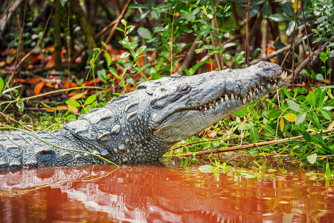 American alligator (Alligator mississipiensis), Sanibel Island, J.N. Ding Darling National Wildlife Refuge, Florida, United States of America, North America