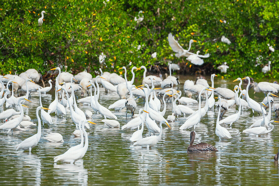 Gruppe von Silberreihern (Ardea alba) auf der Suche nach Nahrung in einem Teich, JN Ding Darling National Wildlife Refuge, Florida, Vereinigte Staaten von Amerika, Nordamerika