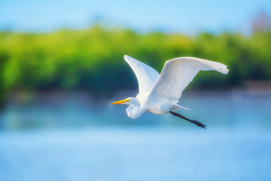 Silberreiher (Ardea alba) im Flug, Sanibel Island, JN Ding Darling National Wildlife Refuge, Florida, Vereinigte Staaten von Amerika, Nordamerika