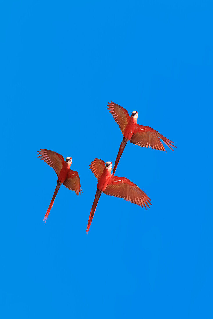 Scarlet Macaws (Ara macao) in flight, Osa Peninsula, Corcovado National Park, Costa Rica, Central America