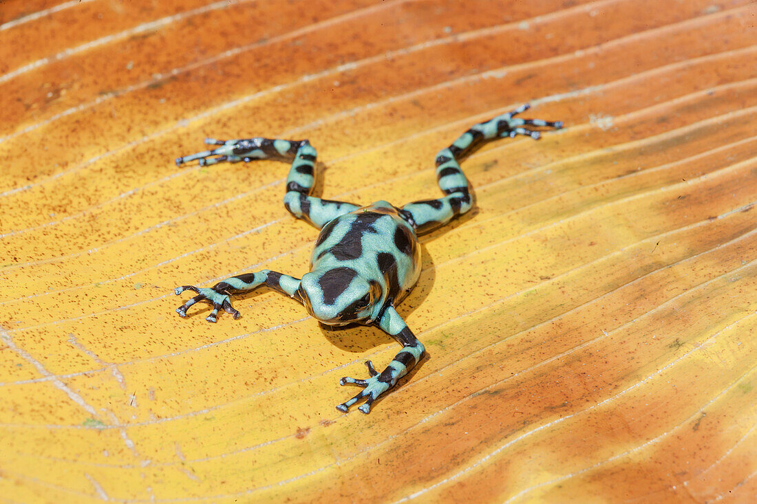 Green and Black poison dart frog (Dendrobates auratus), Costa Rica, Central America