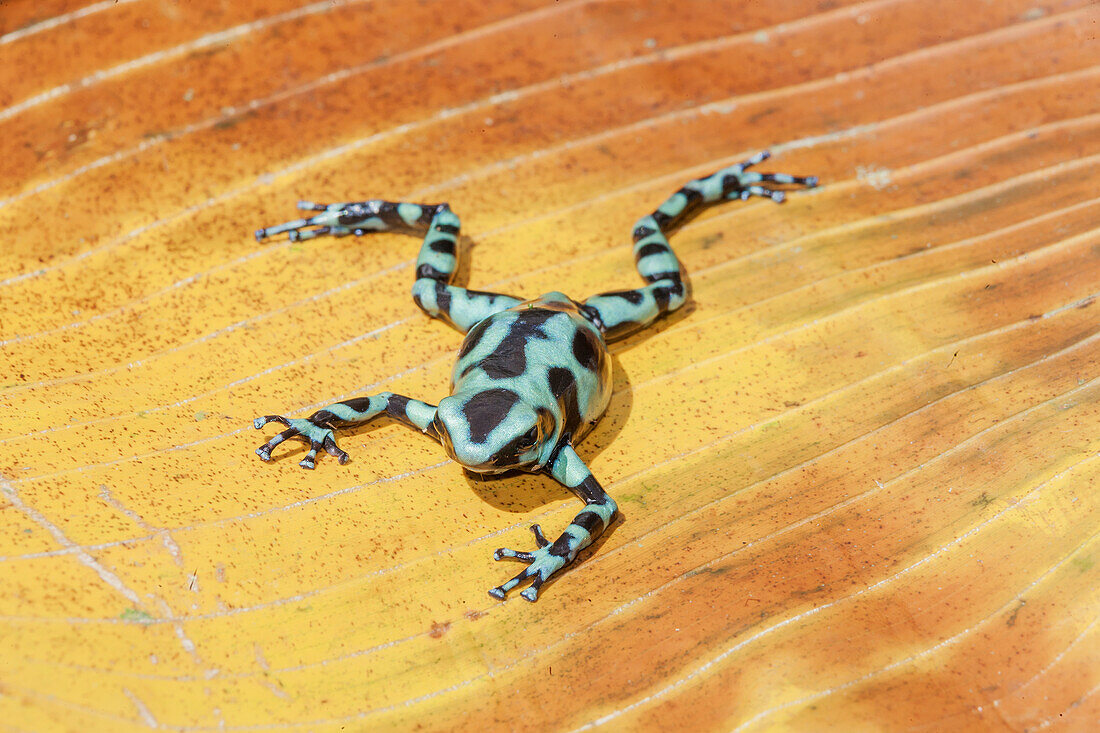 Grüner und schwarzer Pfeilgiftfrosch (Dendrobates auratus), Costa Rica, Mittelamerika