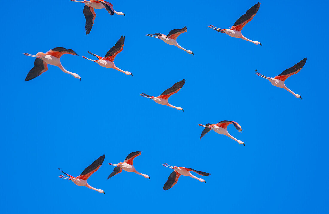 Flock of Chilean flamingoes (Phoenicopterus chilensis) in flight, Torres del Paine National Park, Patagonia, Chile, South America