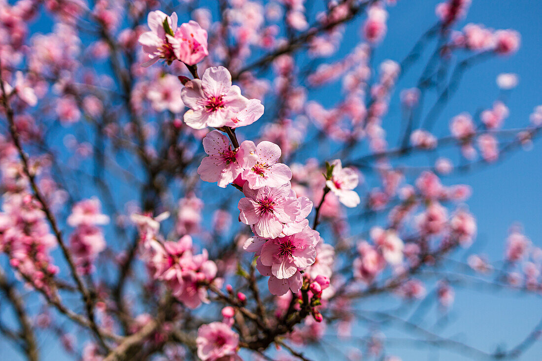 Almond blossoms in close-up, Palatinate Almond Trail, German Wine Route, Southwest Palatinate, Rhineland-Palatinate, Germany, Europe