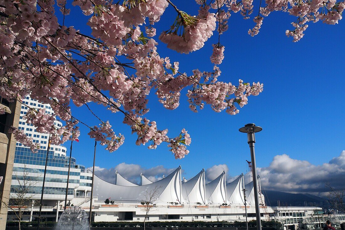 Frühling am Place Canada, Vancouver, British Columbia, Kanada West