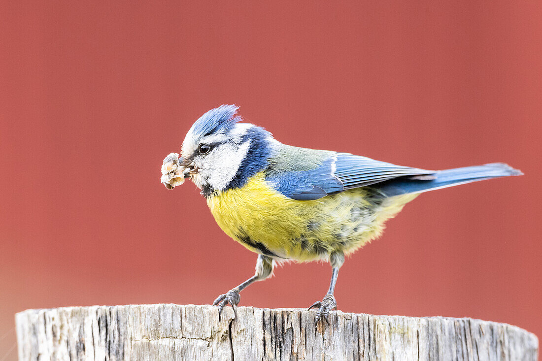 Blue tit with food in its beak against a red background
