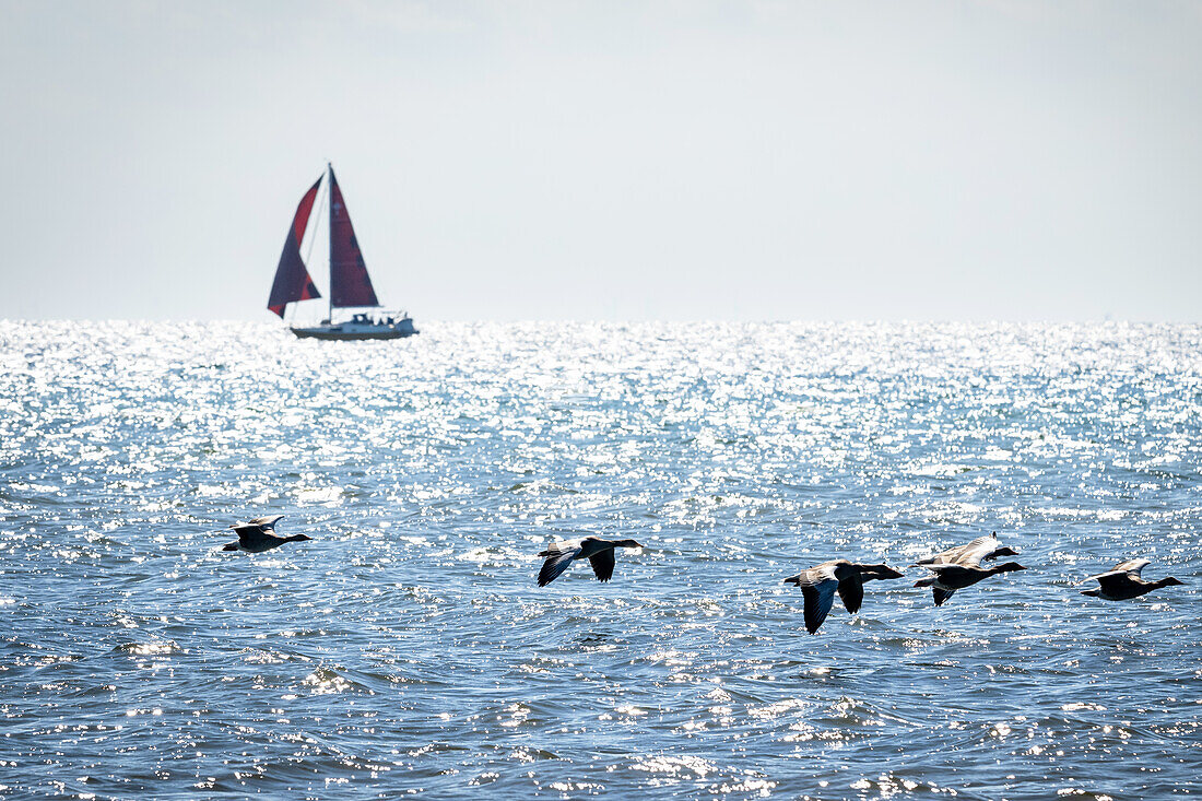 Wild geese fly over the Baltic Sea, sailing boat in the background