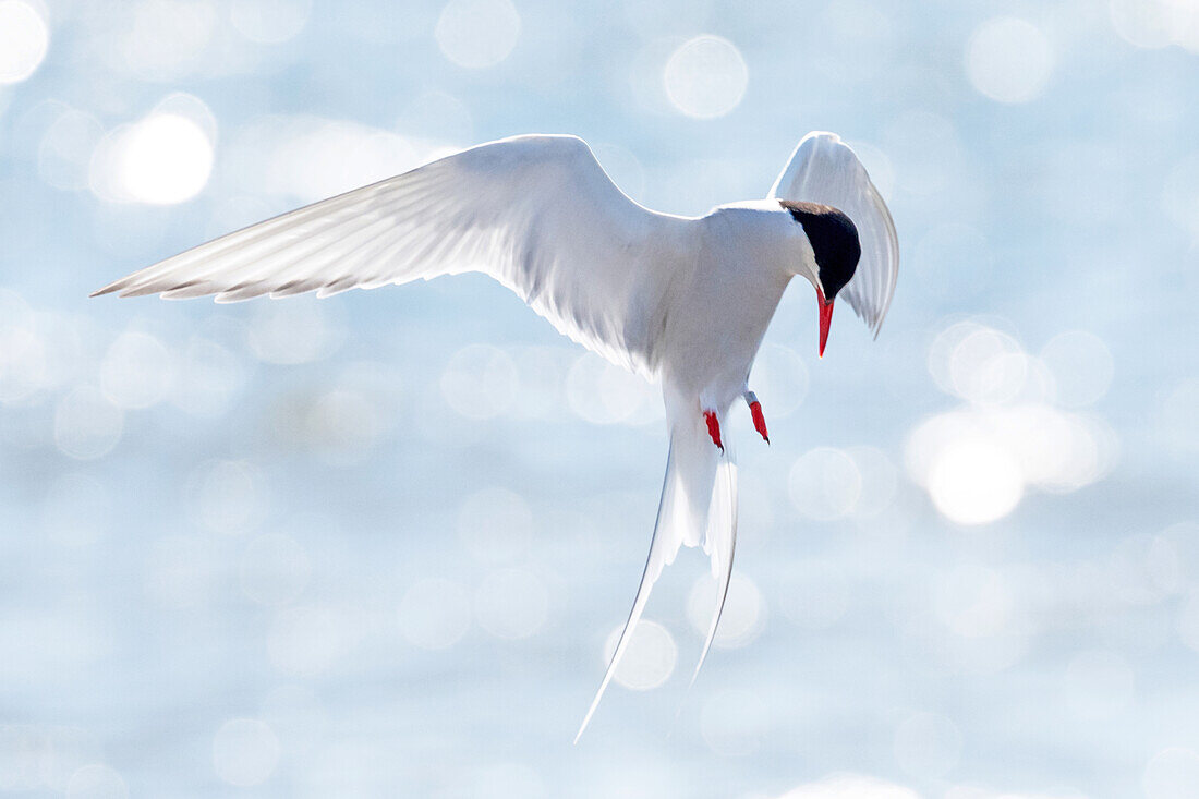 Arctic tern in flight with bokeh