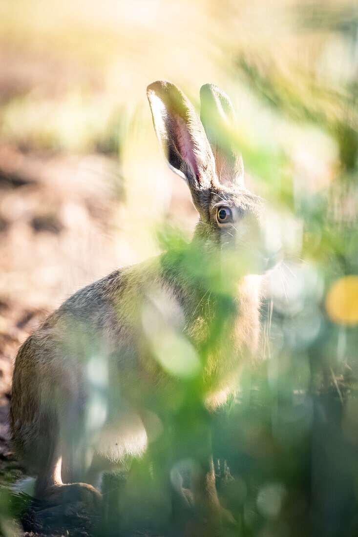 Hase, Feldhase versteckt im Gebüsch, Deutschland