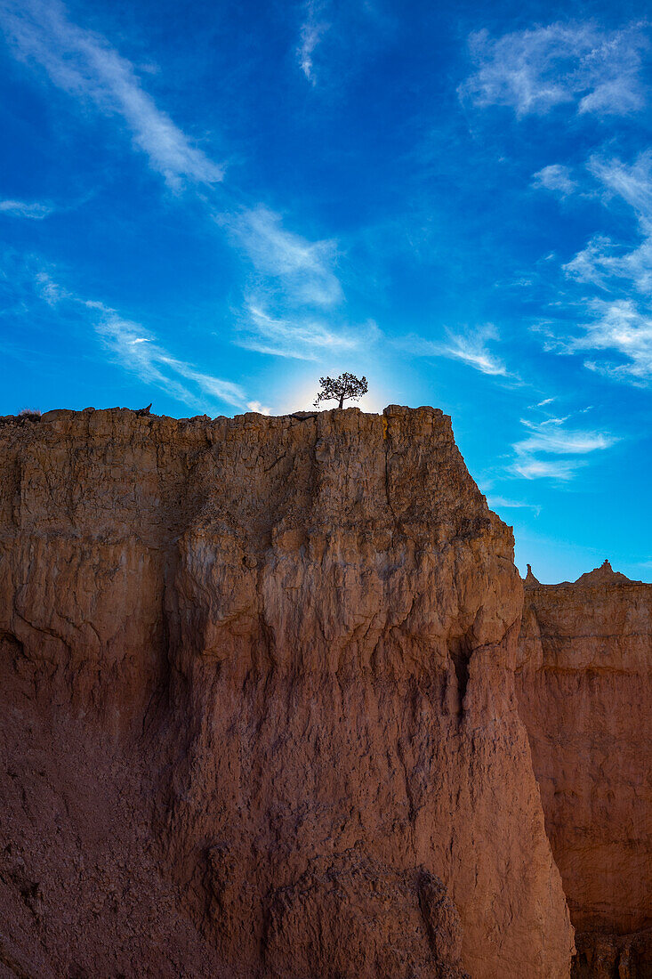 United States, Utah, Bryce Canyon National Park, Single tree on canyon edge