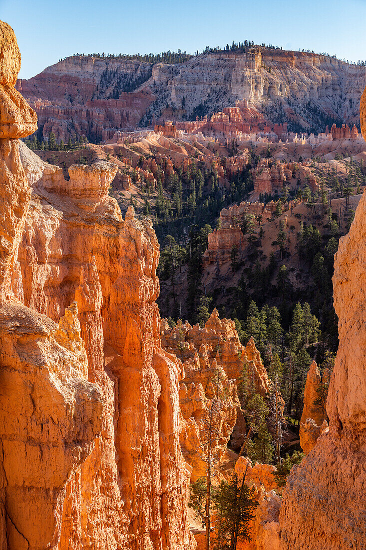 United States, Utah, Bryce Canyon National Park, Hoodoo rock formations in canyon