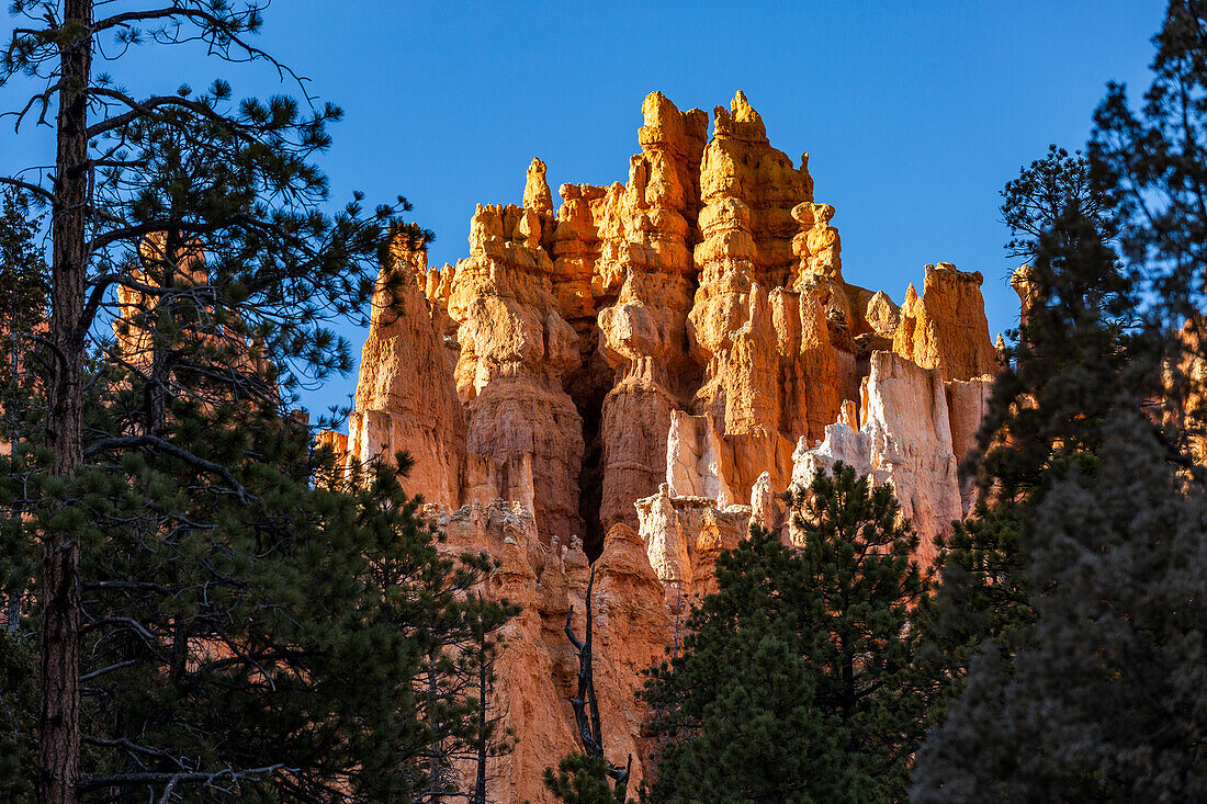 United States, Utah, Bryce Canyon National Park, Hoodoo rock formations in canyon