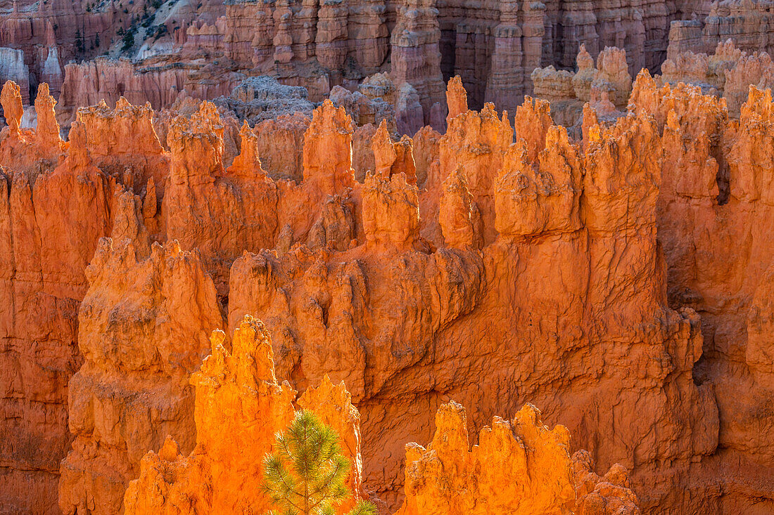 United States, Utah, Bryce Canyon National Park, Hoodoo rock formations in canyon