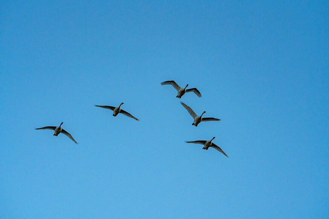 Vogelschwarm gegen den blauen Himmel