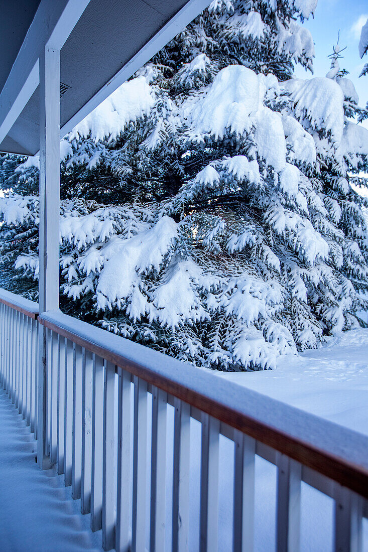 Vereinigte Staaten, Idaho, Bellevue, Neuschnee auf Tannen von der Veranda aus gesehen