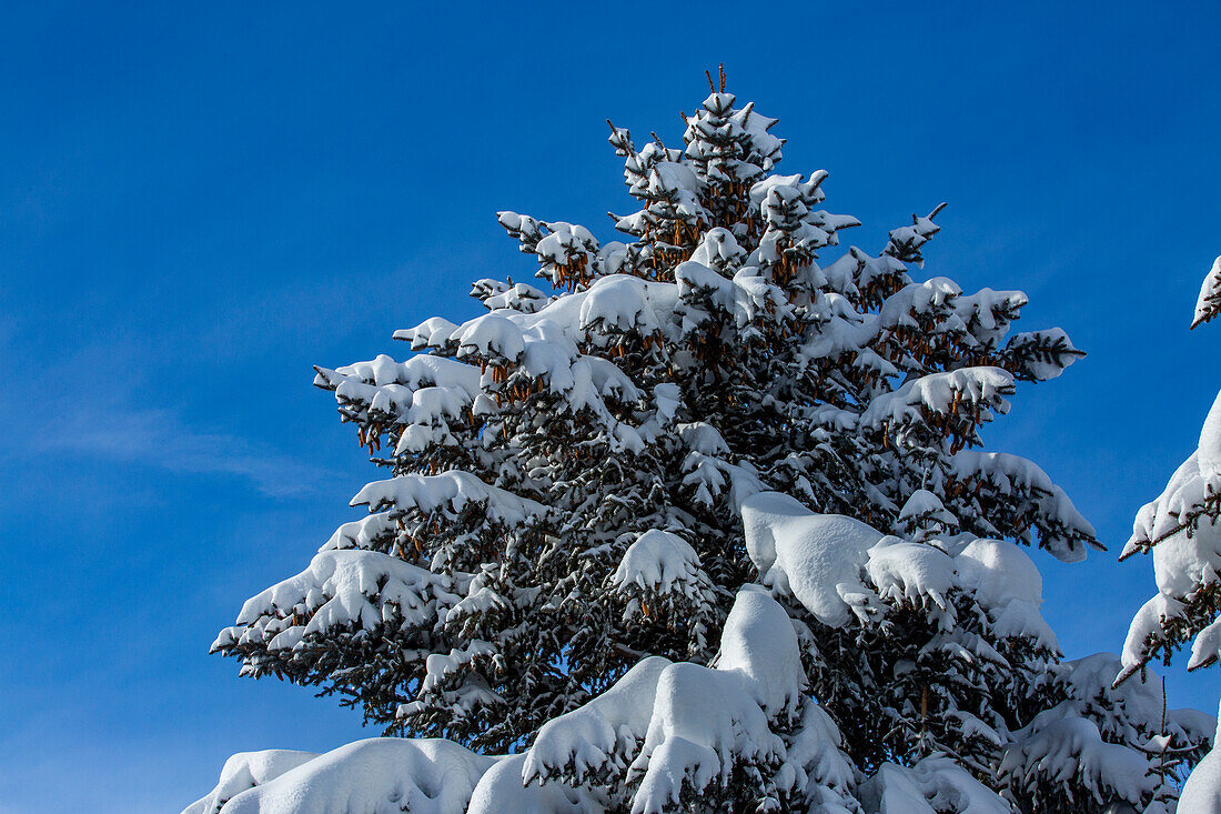 Frischer Schnee auf Tanne