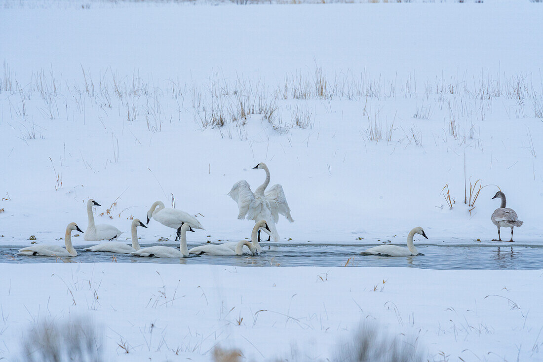 USA, Idaho, Bellevue, Trompeterschwäne (Cygnus buccinator) im Fluss im Winter