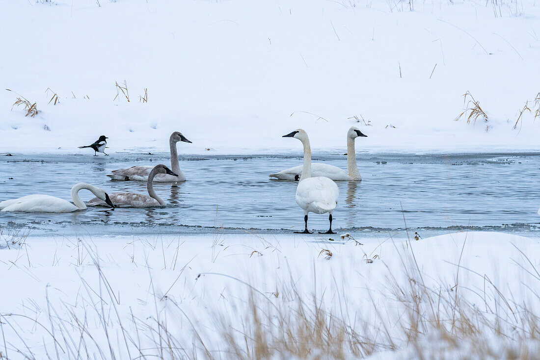 United States, Idaho, Bellevue, Trumpeter swans (Cygnus buccinator) in river in winter